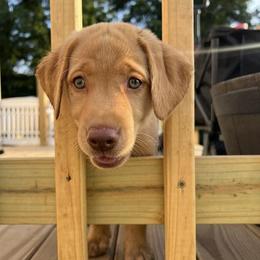 Labrador Retriever Puppies from Ashton White's Labrador Retrievers