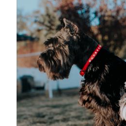 Miniature Schnauzers from Mt. View's Pretty Little Schnauzers