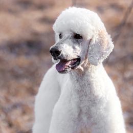 Aspen - Poodle