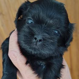 Liberty - Libby - Black female Shih Tzu puppy in Palmyra, New York from Karen's Tzus of Palmyra-Macedon