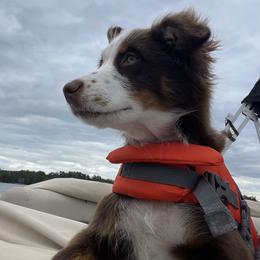 Australian Shepherd All Grown Up from Flowertown Aussies