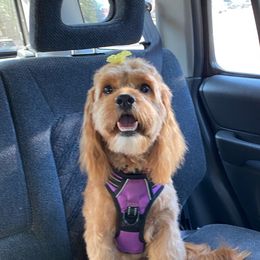 Lilou  - Cockapoo