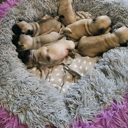 Pug Puppies from Renee's Pugs