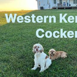 Cocker Spaniels from Western Kentucky Cockers