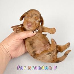 Galadriel - Chocolate and tan female Dachshund puppy in Alexander, North Dakota from Wild Rose Ridge Doxies