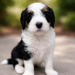 Fionn - Genetic Testing - Tri-color male Bernedoodle puppy in Midland, Michigan from Northern Charm Farm