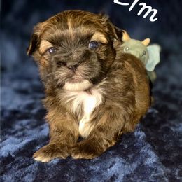 Zim - Brindle and white male Shihpoo puppy in Eldon, Missouri from B&B Designer Shihpoo’s