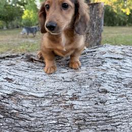 Billy - Red male Dachshund puppy in Lake City, Florida from KNG FARMS