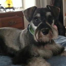 Rugby - Miniature Schnauzer