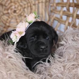 Miss Green - Black Labrador Retriever puppy in Morrill, Kansas from Grimm Girls Farm