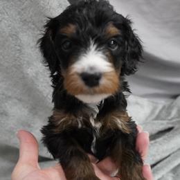 Purple Collar 'Sable' - Phantom female Bernedoodle puppy in Mora, Minnesota from Knudsen Pups