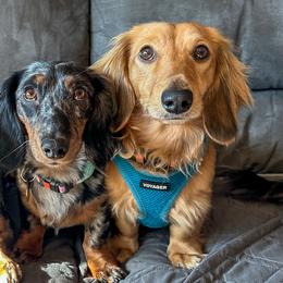 Dachshunds from Doxie’s AF