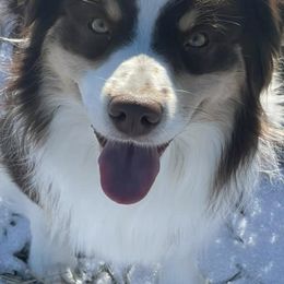 Miniature Australian Shepherds from Pittenweem Farm