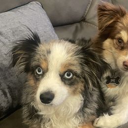 Miniature Australian Shepherds and Toy Australian Shepherds from Brigs Aussies