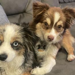 Miniature Australian Shepherds and Toy Australian Shepherds from Brigs Aussies