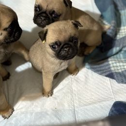 Green - Fawn male Pug puppy in Altoona, Pennsylvania from Ivyside Pugs