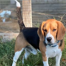 Charlie - Beagle
