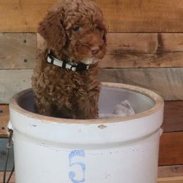 Poodle Puppies from Red Barn Moyen Poodles