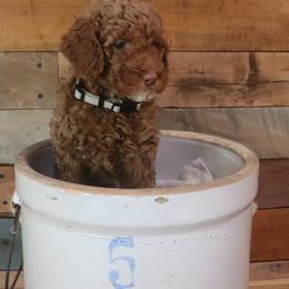Poodle Puppies from Red Barn Moyen Poodles