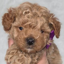 Leonardo - Brown male Bernedoodle puppy in Vernon, Texas from Sugarland's Texas Goldendoodles