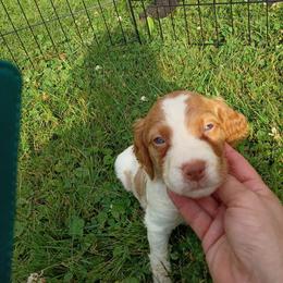 Boy 1 - White and orange male Brittany puppy in Mishawaka, Michigan from Riverbend Brittanys