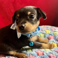 Prague Ratter Puppies from North Star Gem’s Prague Ratters