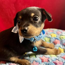 Prague Ratter Puppies from North Star Gem’s Prague Ratters