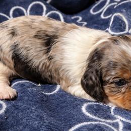 Ash - Black and tan male Dachshund puppy in Salem, Oregon from Longdox Mini Dachshunds