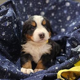 Sunny - Yellow Collar - Tri-color female Bernese Mountain Dog puppy in Bonham, Texas from Happy Valley Puppies