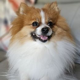 Mavis - Pomeranian