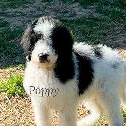 Poppy (yellow) - Parti Goldendoodle puppy in Indian Trail, North Carolina from Castleberry Doodles and Poodles