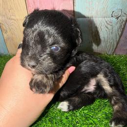 Stella - Black and silver female Miniature Schnauzer puppy in Lufkin, Texas from C&K’s Schnauzer House