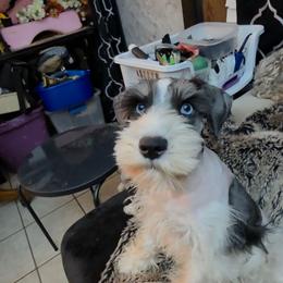 Dolce blue eyes(discount price. Please read description) - Parti male Miniature Schnauzer puppy in Panama City, Florida from Emerald Coast Schnauzers