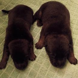 Boy 2 - Black and tan male German Shepherd puppy in La Pine, Oregon from Granville/Diamond Peak German Shepherds