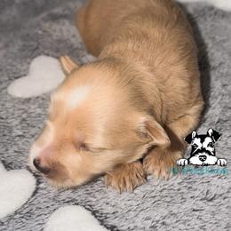Lil red - Wheaten female Miniature Schnauzer puppy in Kaufman, Texas from KK’s Krazy Kennels