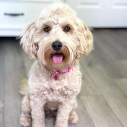 Honey - Goldendoodle