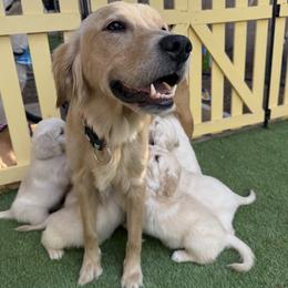 Golden Retriever Puppies from Loposky Goldens