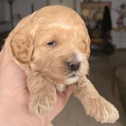 Cinnamoroll - Cream male Cockapoo puppy in Conklin, Michigan from Lake Michigan Couture Cavapoos & Cockapoos