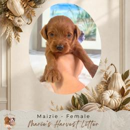 Maizie - Red  female Goldendoodle puppy in Norcross, Georgia from Teddy Puppies