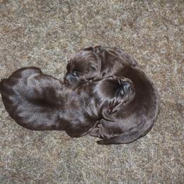 Wave - Chocolate male Labrador Retriever puppy in Camden, Indiana from Camden's Caring Canines