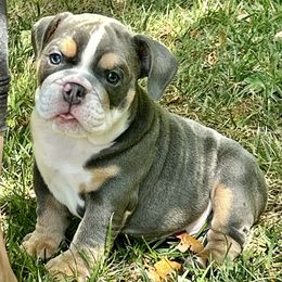 Girl 3 - Bulldog puppy in Fairfax, California from Marin Bulldogs