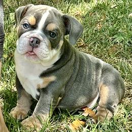 Girl 3 - Bulldog puppy in Fairfax, California from Marin Bulldogs