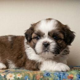 ORION - Brindle and white male Shih Tzu puppy in Los Banos And Bay Area, California from Shantii's Shih Tzu's