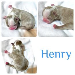 Henry - Boston Terrier puppy from Circle P's Boston Terriers