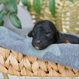 Racoon - Phantom male Poodle puppy in Orem, Utah from First Class Poodles