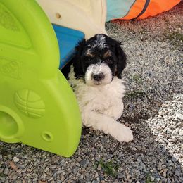 Bernedoodle and Bernese Mountain Dog Puppies from KEE Bernedoodles