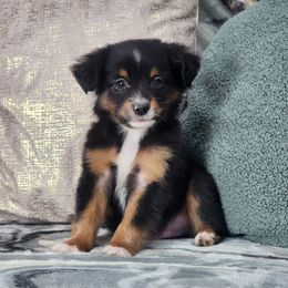 Ravioli - Black tri male Miniature Australian Shepherd puppy in Killen, Alabama from Wilkers Wholehearted Mini Aussies