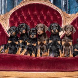 Doberman Pinscher puppies from Lorelei Legends