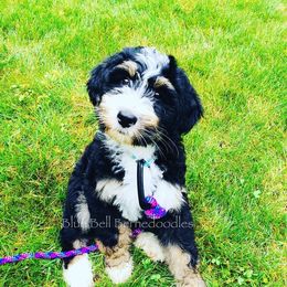 Bernedoodle Puppies from Blue Bell Bernedoodles