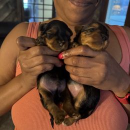 Martin - Black and tan male Yorkshire Terrier puppy in St. Louis, Missouri from 367 Yorkies